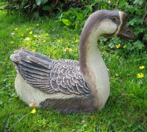 Chinese Goose chinese goose