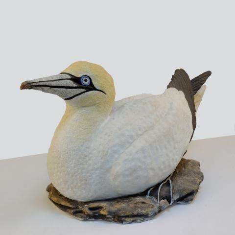 gannet