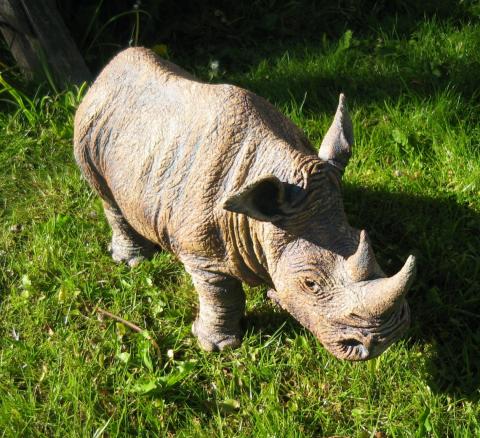 a rhinoceros