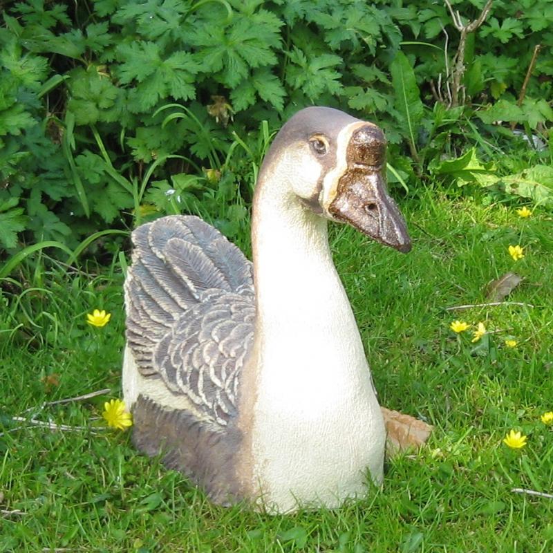 Chinese Goose chinese goose