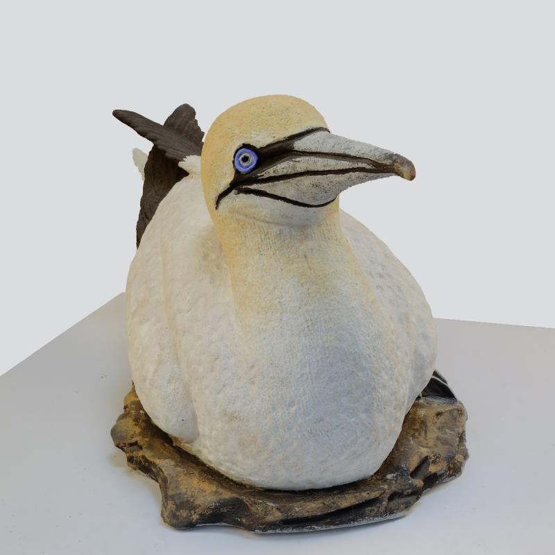 sitting gannet