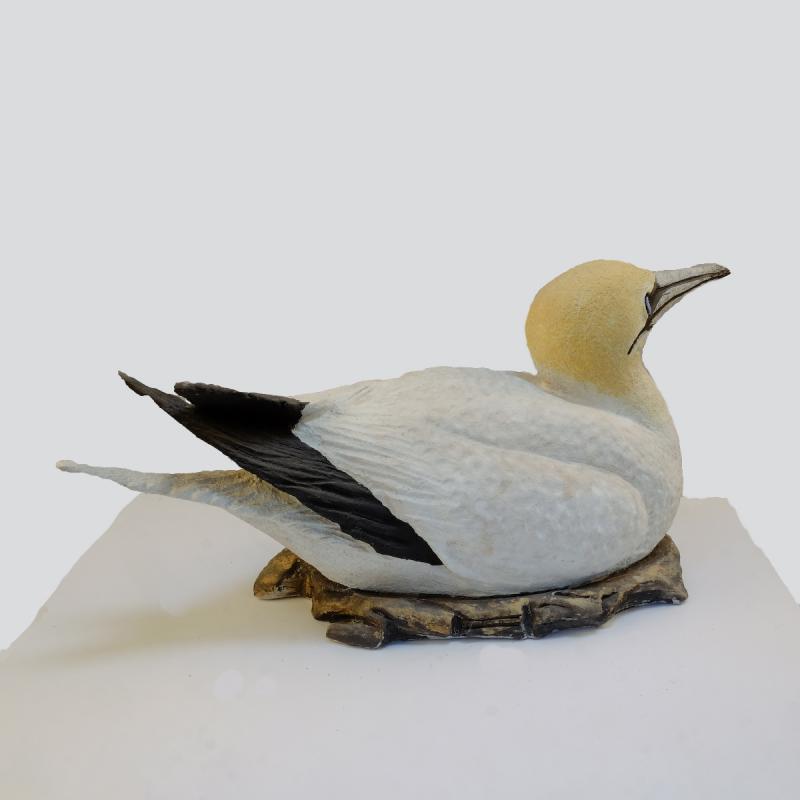 sitting gannet