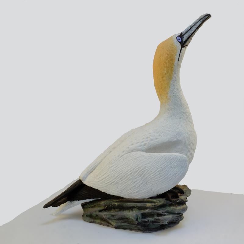 standing gannet