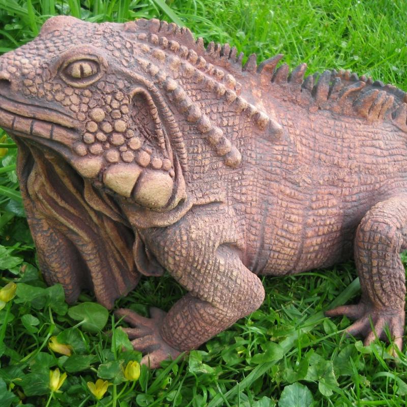 an iguana