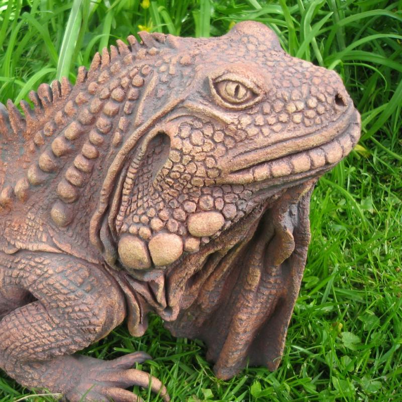 an iguana