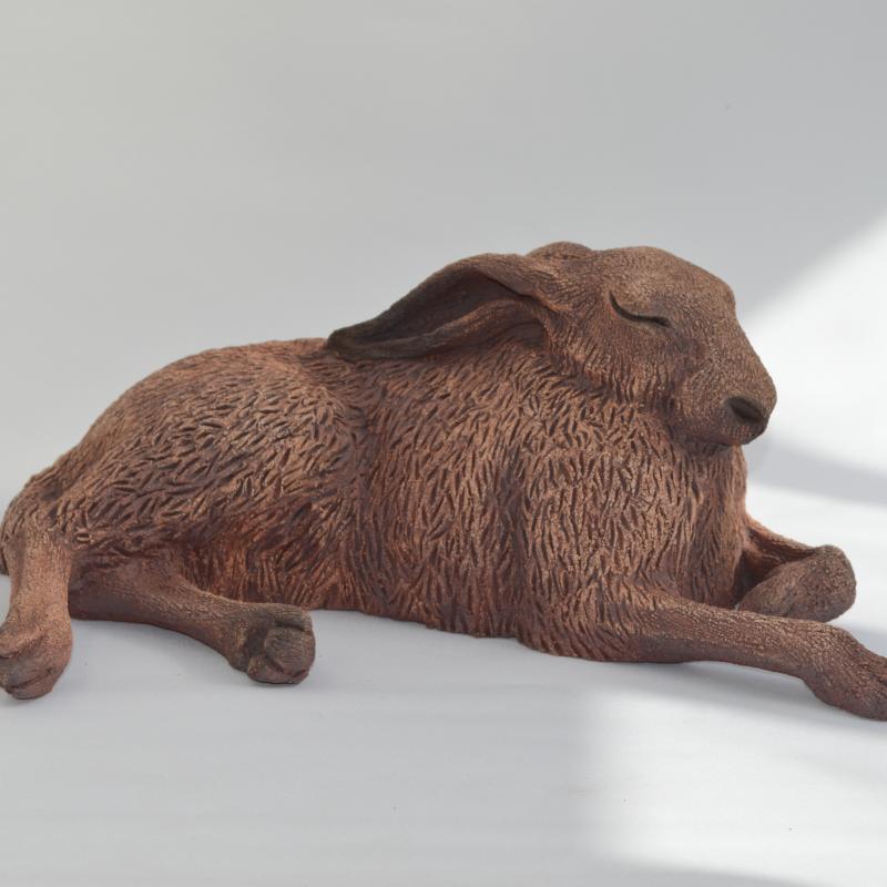 sunbathing hare