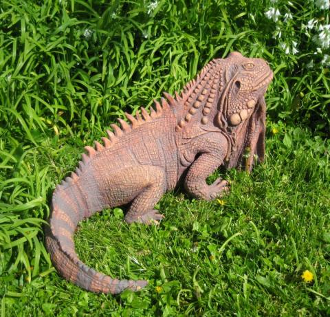an iguana