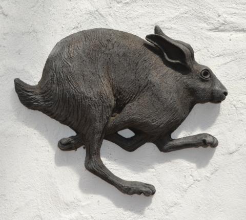 a hare running